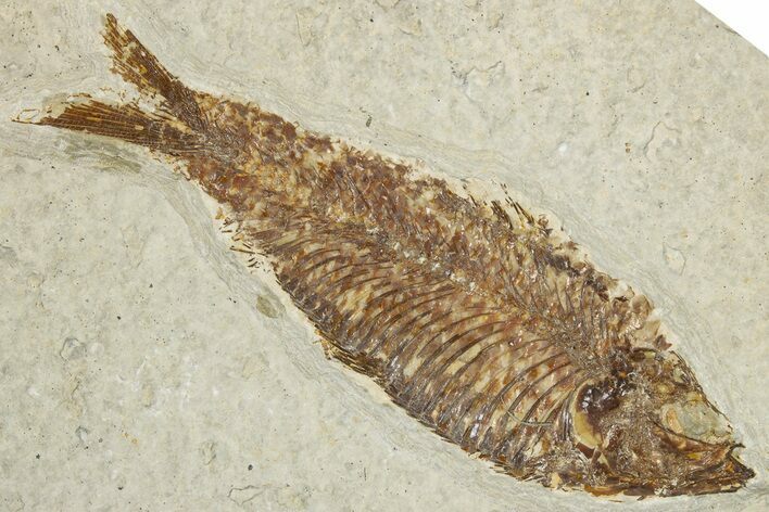 Detailed Fossil Fish (Knightia) - Wyoming #355619